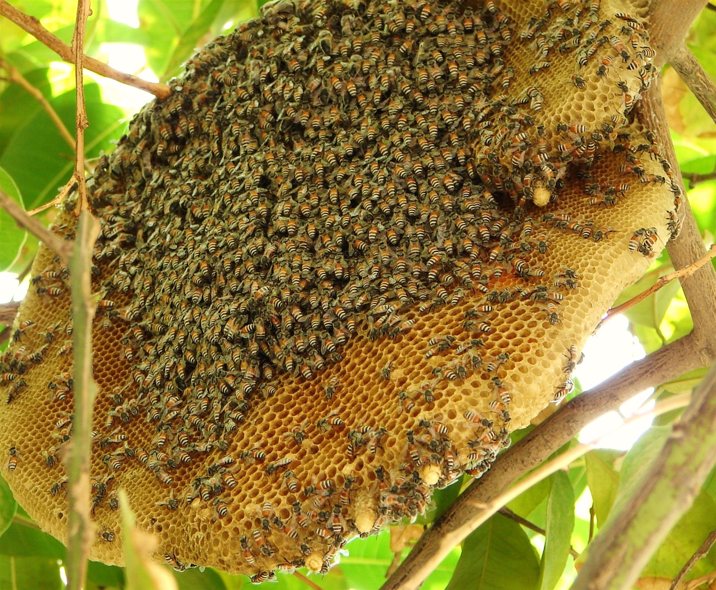 Du lịch Cát Bà - Mật ong rừng Cát Bà - Sản vật quý của du lịch Cát Bà.